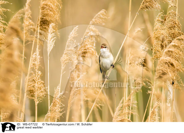 great reed warbler / WS-07722