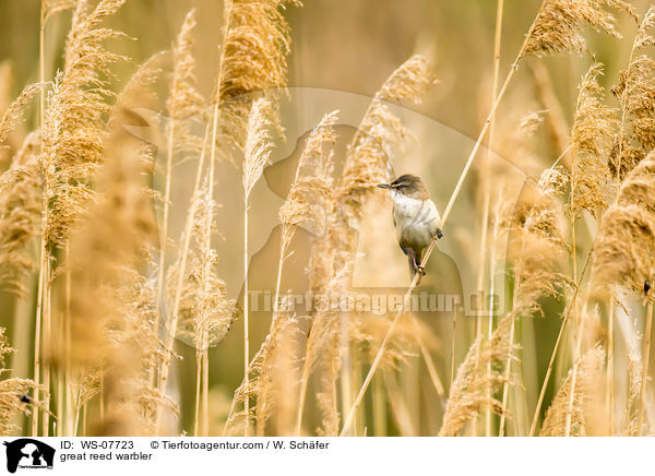 great reed warbler / WS-07723
