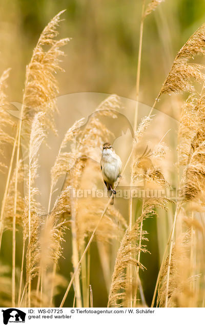 great reed warbler / WS-07725