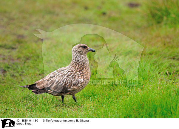 great Skua / BSK-01130