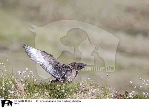 Groe Raubmwe / skua / MBS-16885