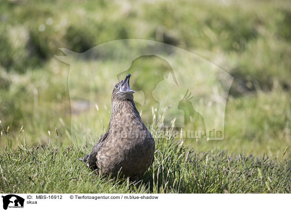 Groe Raubmwe / skua / MBS-16912