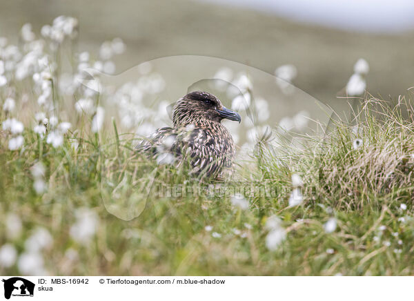 Groe Raubmwe / skua / MBS-16942