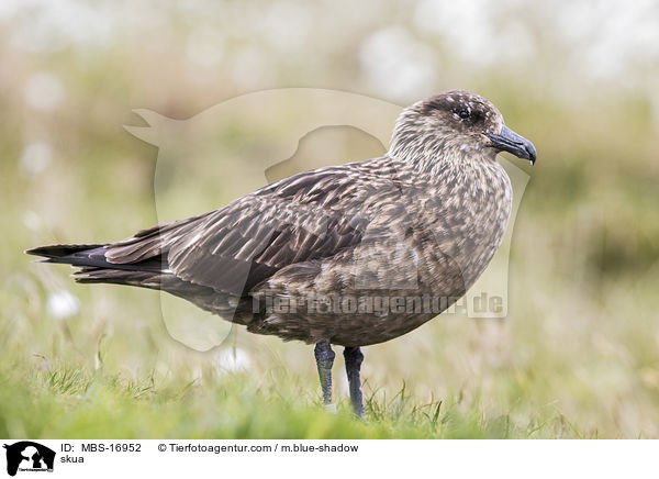 Groe Raubmwe / skua / MBS-16952