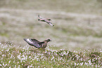 skuas