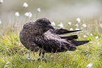 skua