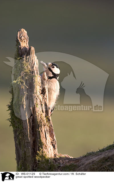 great spotted woodpecker / WS-01129