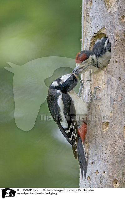 woodpecker feeds fledgling / WS-01829