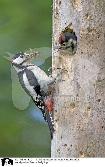 woodpecker feeds fledgling / WS-01830