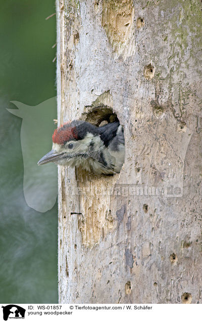 junger Specht / young woodpecker / WS-01857