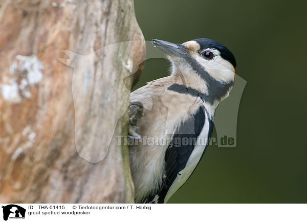 Buntspecht / great spotted woodpecker / THA-01415