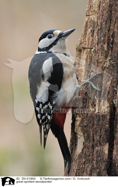 Buntspecht / great spotted woodpecker / DV-01860