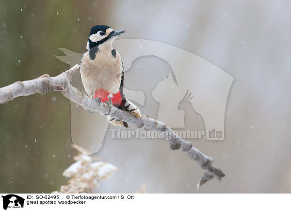 Buntspecht / great spotted woodpecker / SO-02495
