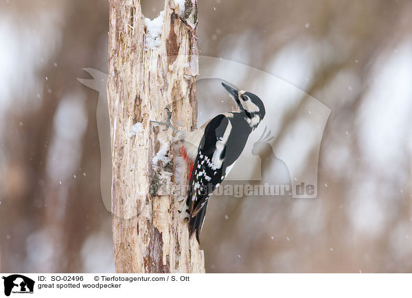 Buntspecht / great spotted woodpecker / SO-02496