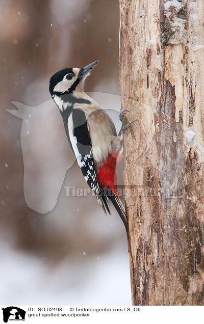 Buntspecht / great spotted woodpecker / SO-02498