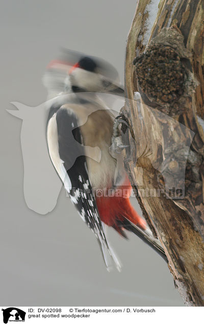 Buntspecht / great spotted woodpecker / DV-02098