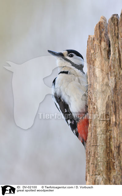 Buntspecht / great spotted woodpecker / DV-02100