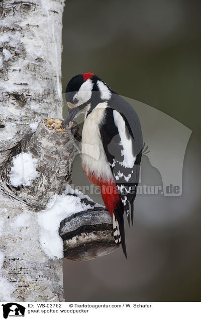 Buntspecht / great spotted woodpecker / WS-03762