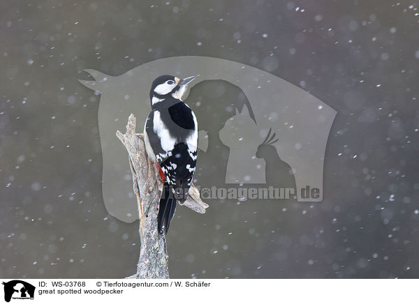 Buntspecht / great spotted woodpecker / WS-03768