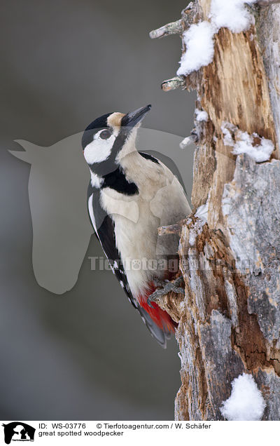 Buntspecht / great spotted woodpecker / WS-03776