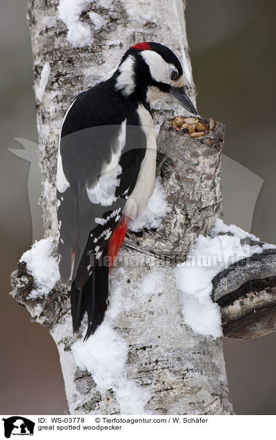 Buntspecht / great spotted woodpecker / WS-03778
