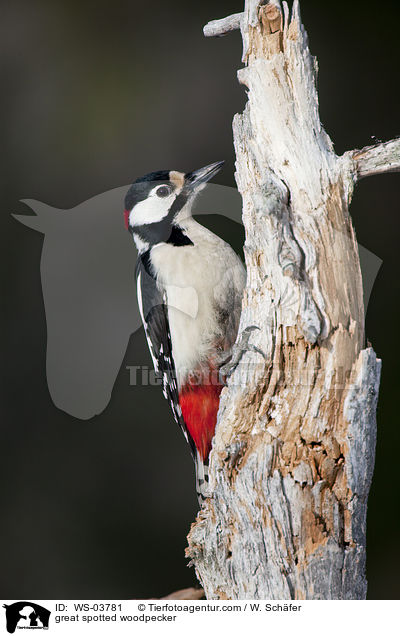 Buntspecht / great spotted woodpecker / WS-03781