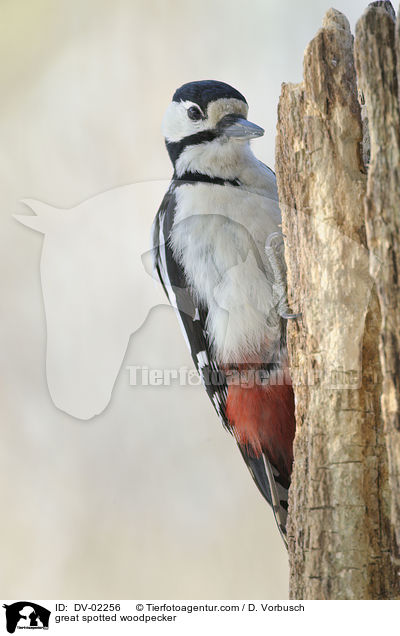 Buntspecht / great spotted woodpecker / DV-02256