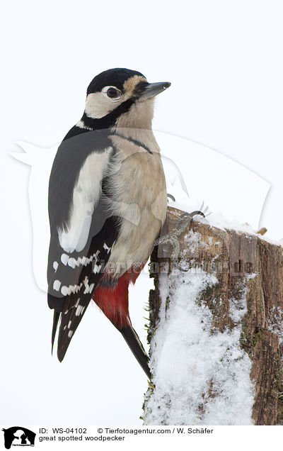 Buntspecht / great spotted woodpecker / WS-04102