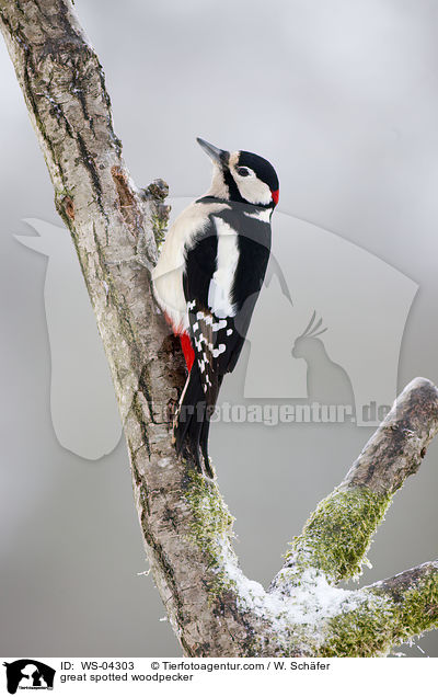 Buntspecht / great spotted woodpecker / WS-04303