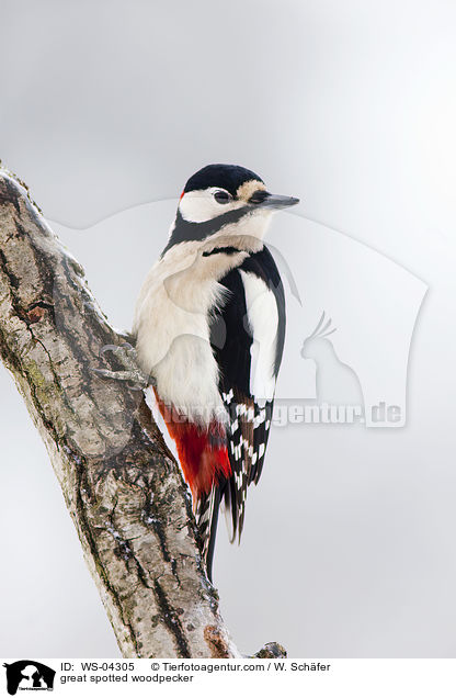 Buntspecht / great spotted woodpecker / WS-04305