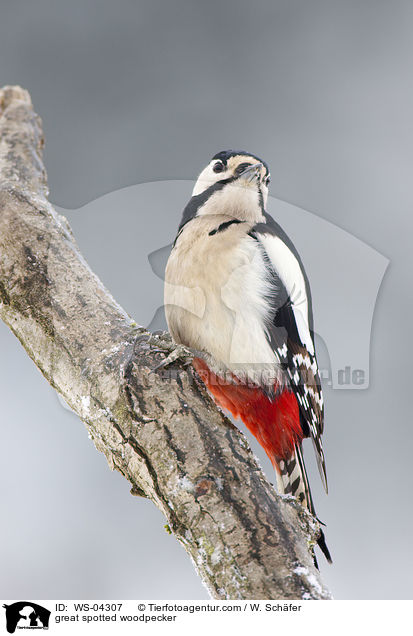 Buntspecht / great spotted woodpecker / WS-04307