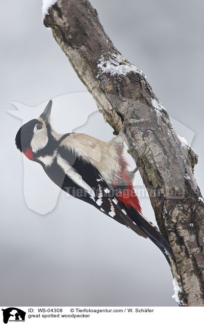 Buntspecht / great spotted woodpecker / WS-04308
