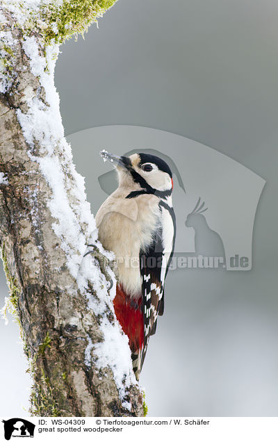 Buntspecht / great spotted woodpecker / WS-04309