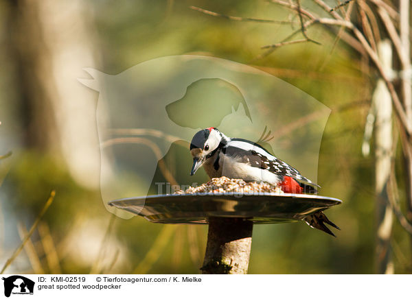 Buntspecht / great spotted woodpecker / KMI-02519