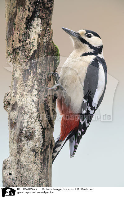 Buntspecht / great spotted woodpecker / DV-02479