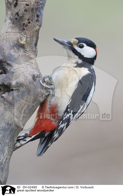 Buntspecht / great spotted woodpecker / DV-02480