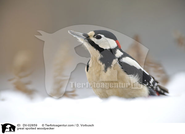 great spotted woodpecker / DV-02859