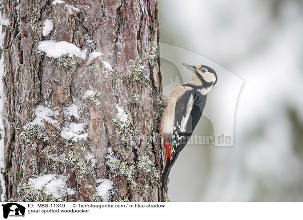 great spotted woodpecker / MBS-11340
