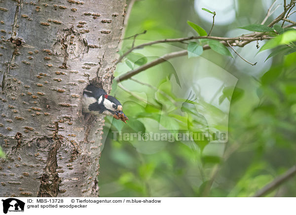 Buntspecht / great spotted woodpecker / MBS-13728