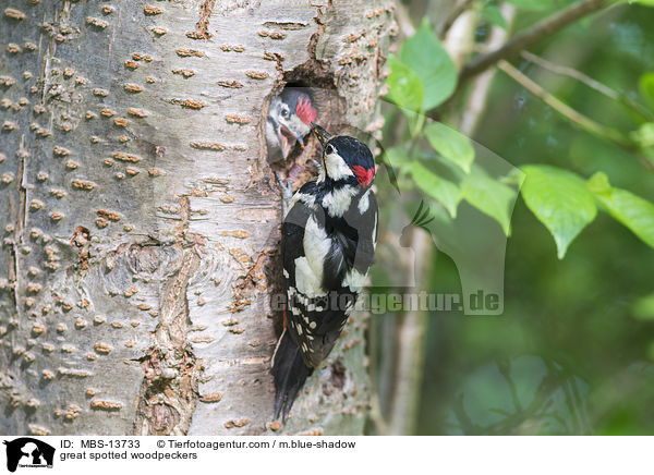 Buntspechte / great spotted woodpeckers / MBS-13733