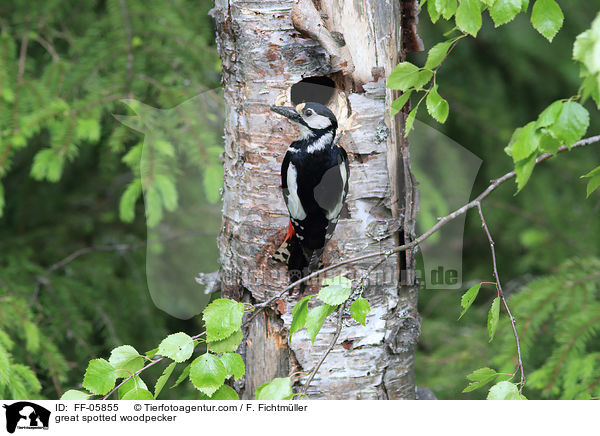Buntspecht / great spotted woodpecker / FF-05855