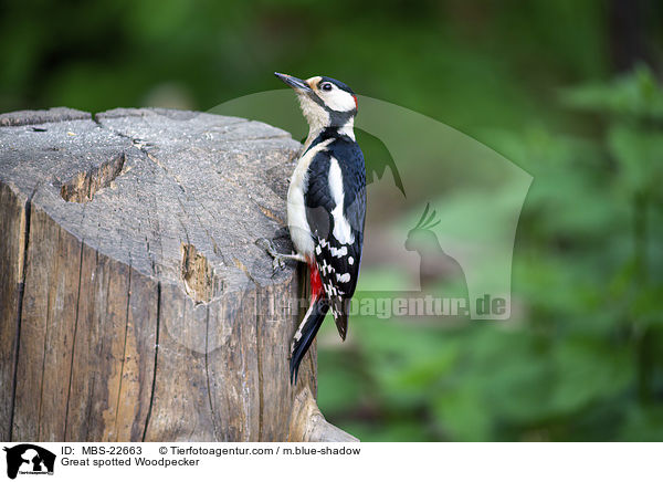 Buntspecht / Great spotted Woodpecker / MBS-22663