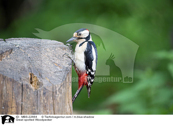 Buntspecht / Great spotted Woodpecker / MBS-22664