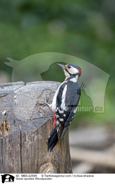 Buntspecht / Great spotted Woodpecker / MBS-22696