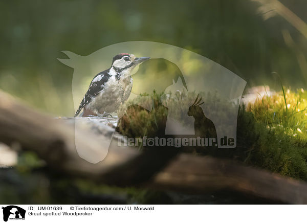 Buntspecht / Great spotted Woodpecker / UM-01639