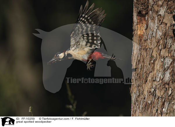 Buntspecht / great spotted woodpecker / FF-10259