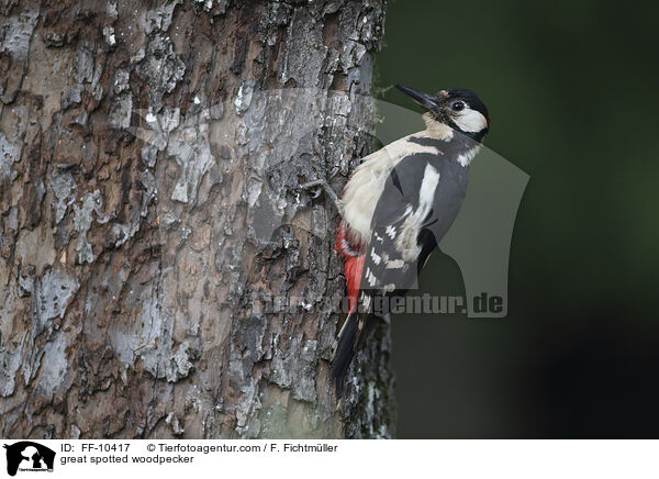 great spotted woodpecker / FF-10417