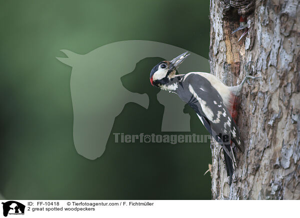 2 great spotted woodpeckers / FF-10418