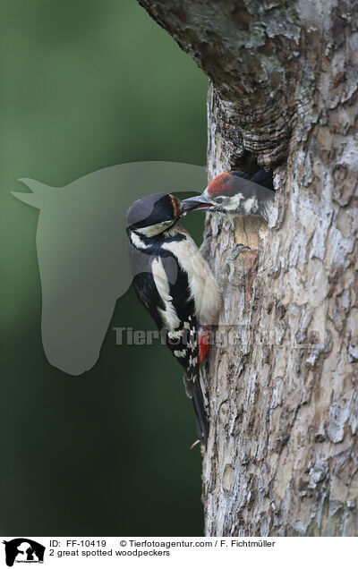 2 great spotted woodpeckers / FF-10419