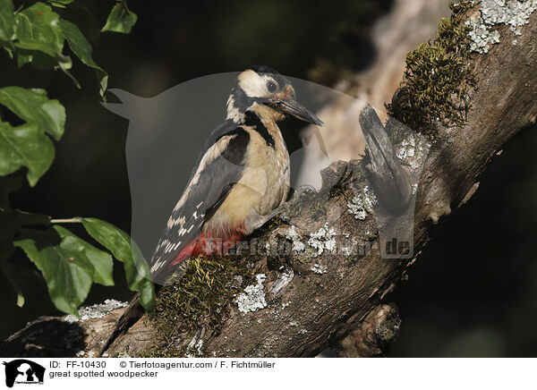 great spotted woodpecker / FF-10430